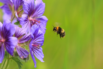 Early bumble bee