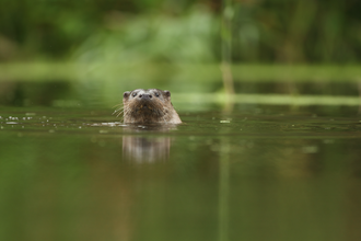 River otter swimming