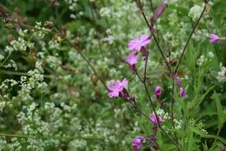 Red campion