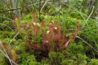 Carnivorous great sundew 