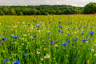 Wildflowers at Clifton Park Salford