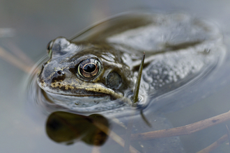 Frog in pond