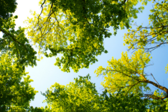 Tree canopy and blue sky