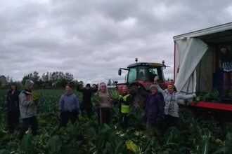 Manchester Urban Diggers go gleaning