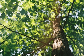 Close up of tree - David Vig