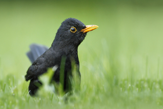 Male blackbird on alert © Jon Hawkins