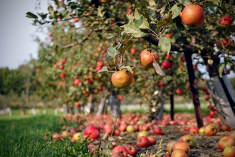 Photo of row of apple trees, with fallen apples on the ground