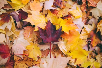 Image of orange and brown leaves scattered on the ground