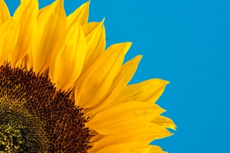 Close up image of a sunflower against blue background