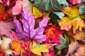 Close up photo of autumn leaves on floor