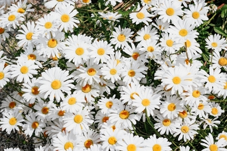 Image of dozens of daisies in a field