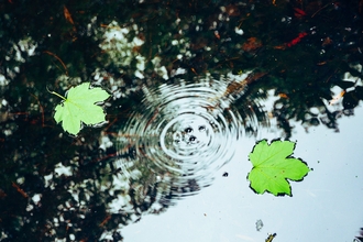 Two green leaves floating on the water surface with a reflection of trees