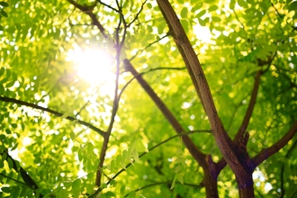 Light shining through tree leaves