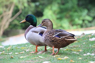 Photo of male and female mallard on grass