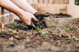 Muddy hands planting in bed of soil