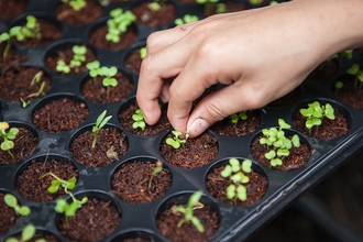 Close up photo of a hand planting into small plant pots