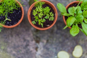 Aerial view photo looking down at three pots of herbs in soil