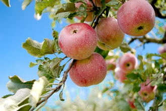 Red apples on a tree branch by Bozhin Karaivanov