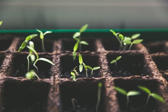 Photo of tomato plants starting to grow from the soil in a tray