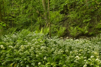 Image of wild garlic plants, with trees in the background.