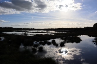 Photo of Little Woolden Moss peatland.