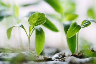 Photo of green seedlings growing from soil