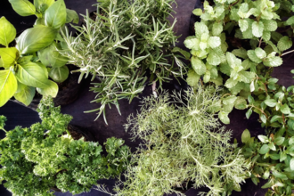 A bird's eye view of different garden herbs 