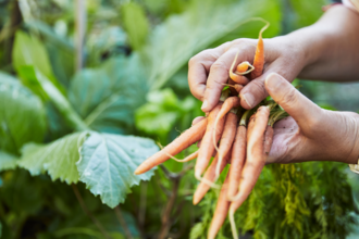 Someone harvesting carrots from a vegetable patch