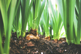 Close up photograph of bulbs with green shoots growing from the ground