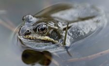 Frog in pond