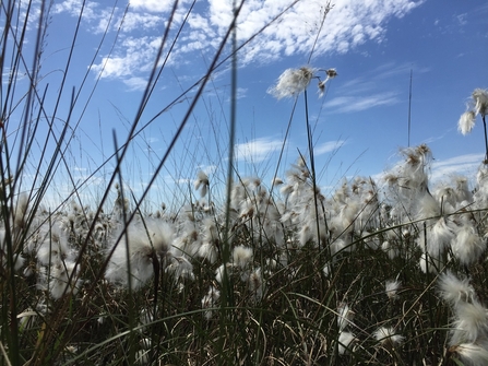 Cotton grass on Astley Moss