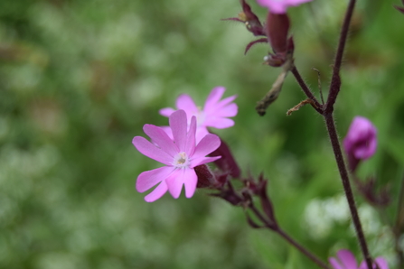 Wildflowers like red campion will help restore local woodlands (c) Sarah Woollam