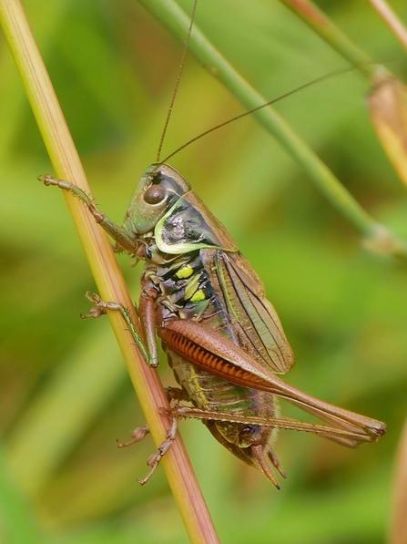 Roesel's bush cricket