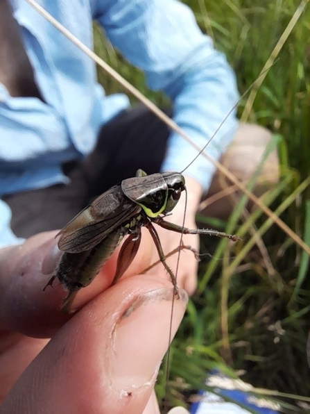 Roesel's bush cricket