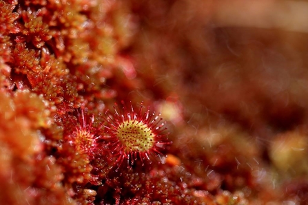 Sphagnum moss with common sundew