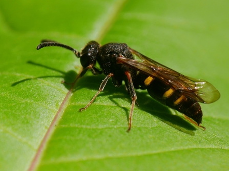 Side on view of large-spurred digger wasp