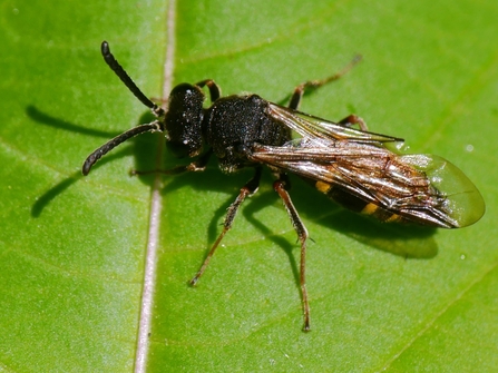 Top down view of large-spurred digger wasp