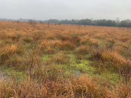 Astley Moss bog pool