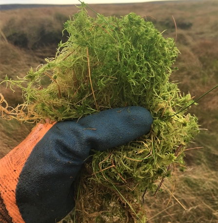 Handful of Sphagnum