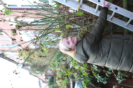 Wild Stockport Trainee, Eve, helping to install swift boxes (c) Cheshire Wildlife Trust