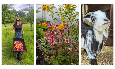 A photo of Victoria pushing a wheelbarrow full of applies through the orchard, a photo of pink and yellow flowers, a photo of a black and white goat