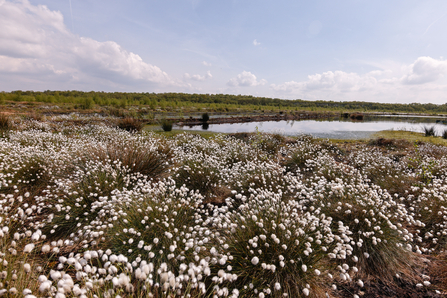 Cotton grass at Little Woolden Moss - A.J.Critch Wildlife