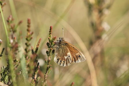 Manchester argus butterfly