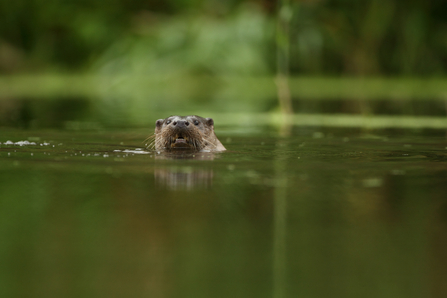 River otter