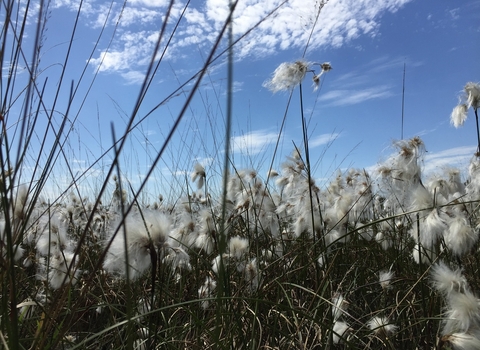 Cotton grass on Astley Moss