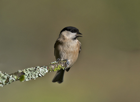 Willow tit