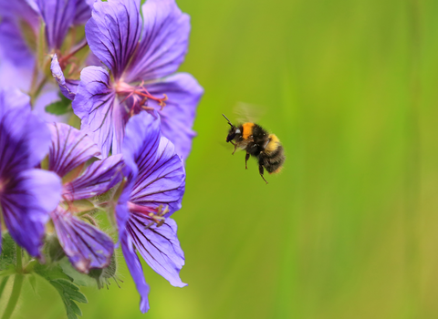 Early bumble bee