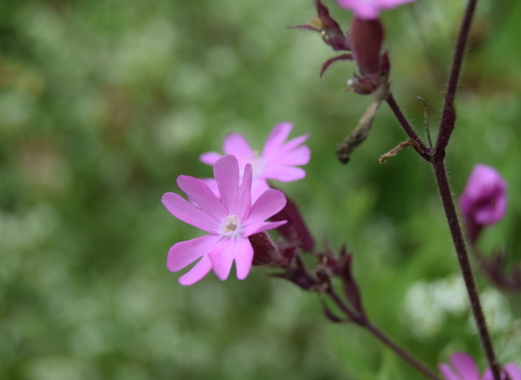 Wildflowers like red campion will help restore local woodlands (c) Sarah Woollam