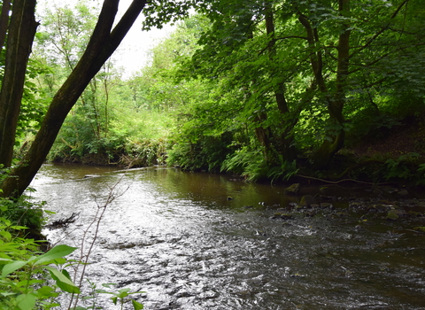 Seven Acres Country Park along The Kingfisher Trail