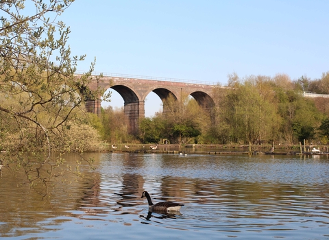 Geese on Reddish Vale Country Park